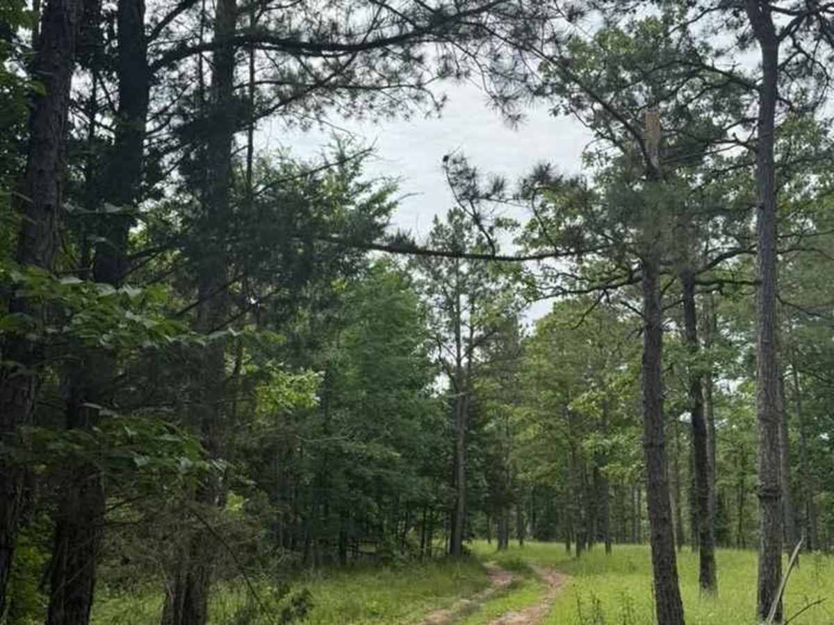 Mimi's Trail photo 4