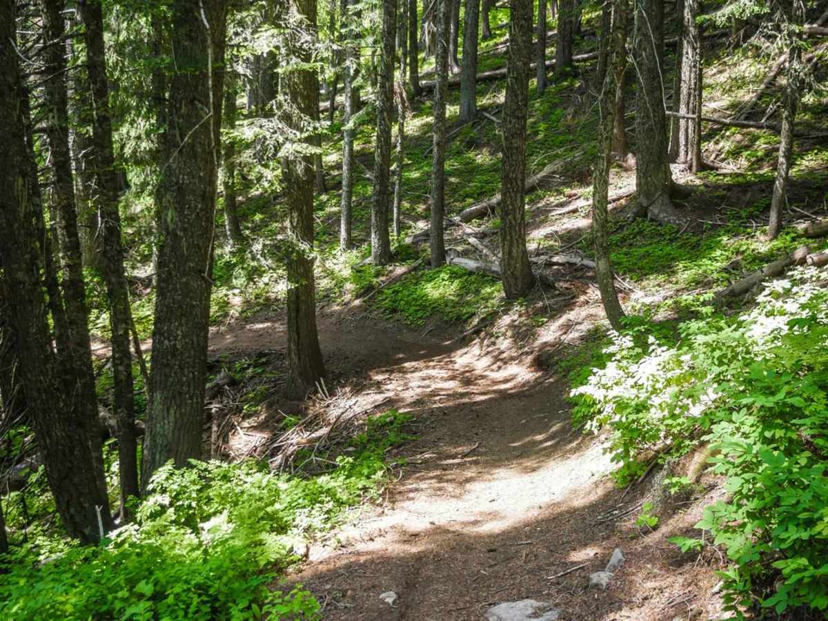 Beason Meadow No. 228 (Part 1) trail photo