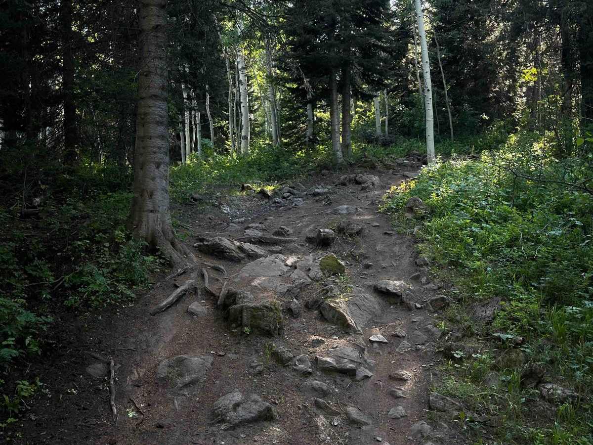 Drake Creek trail photo
