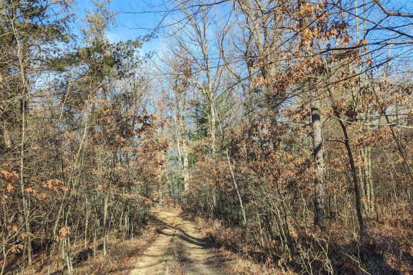 Wooded Trail Outside of Tin Cup