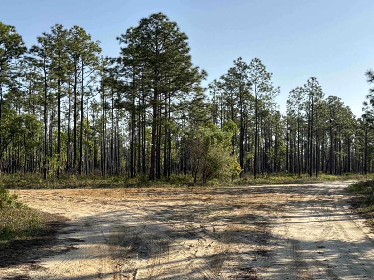 Ashmore - Apalachicola FR 321 photo 3