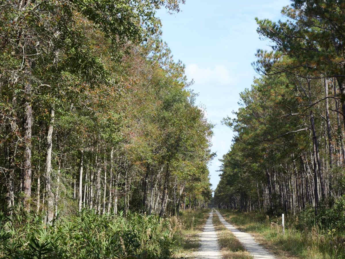 Farewell Corner Extension - FSR 161 trail photo