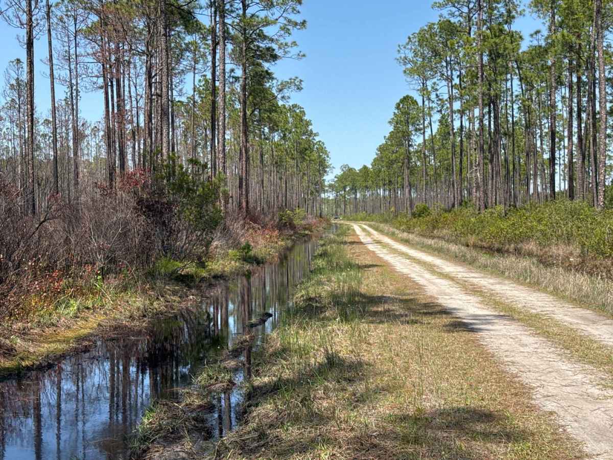 Bear Branch - Osceola NF 276 photo 6
