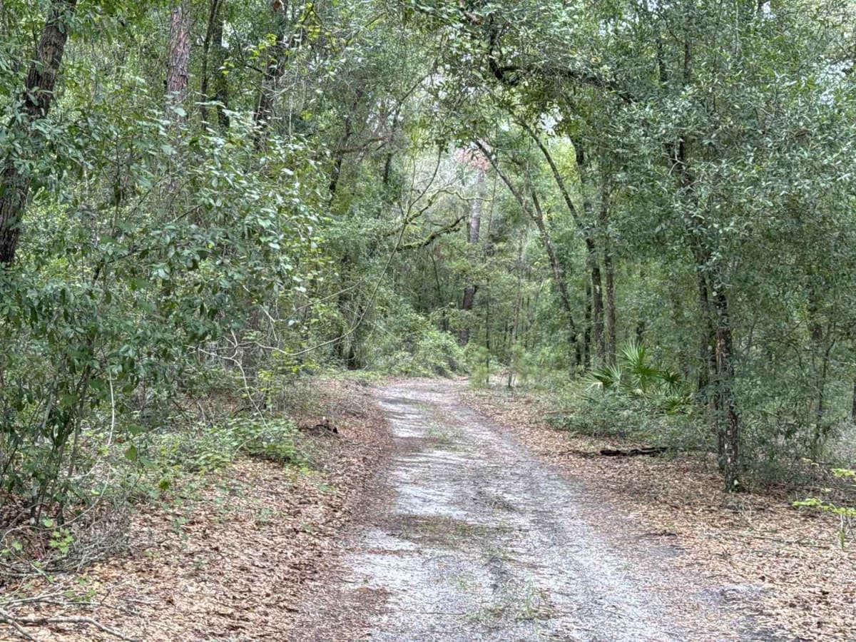 Ocala National Forest 24ST 3.2A photo 3