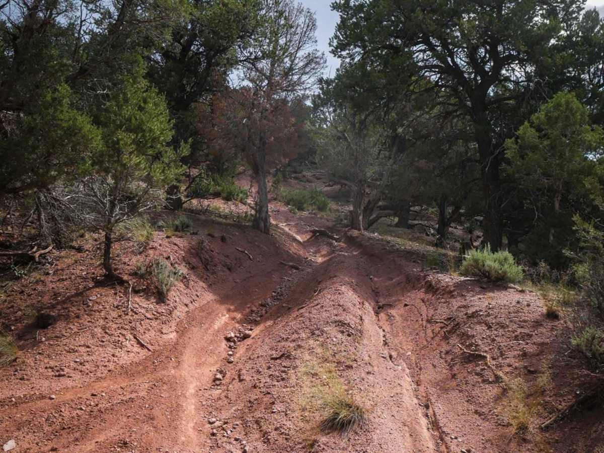 BLM 8622 photo 3