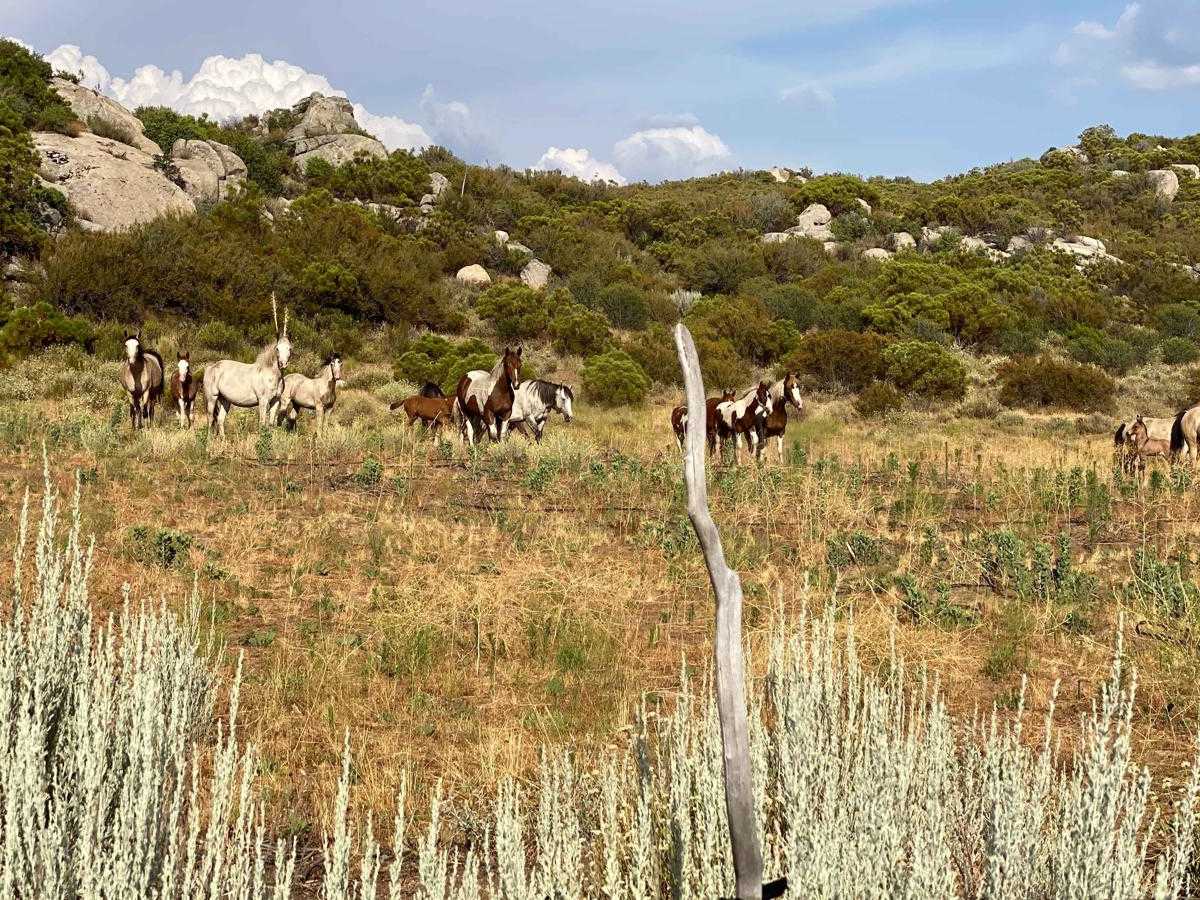 Camino La Laguna Hanson to Highway 3 photo 3