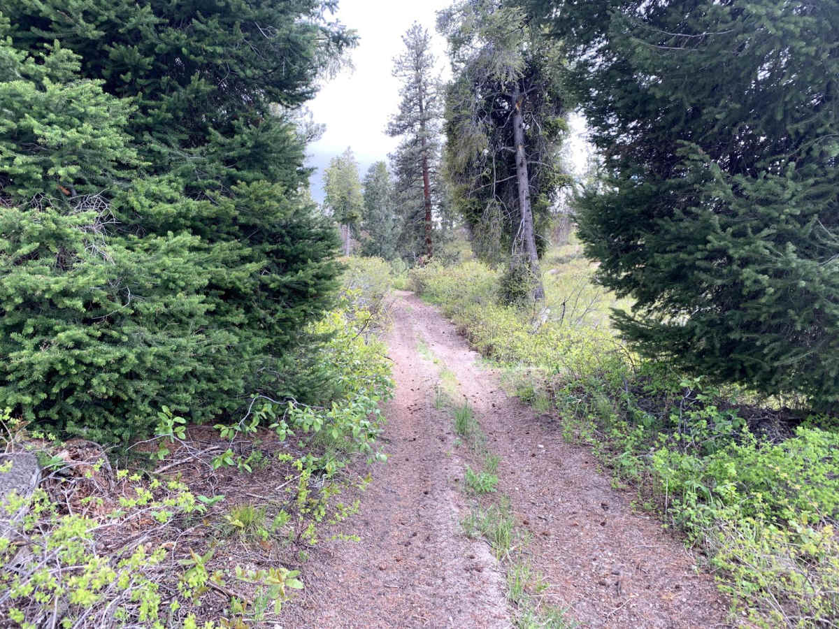 Yellow Pine Ridge photo 5