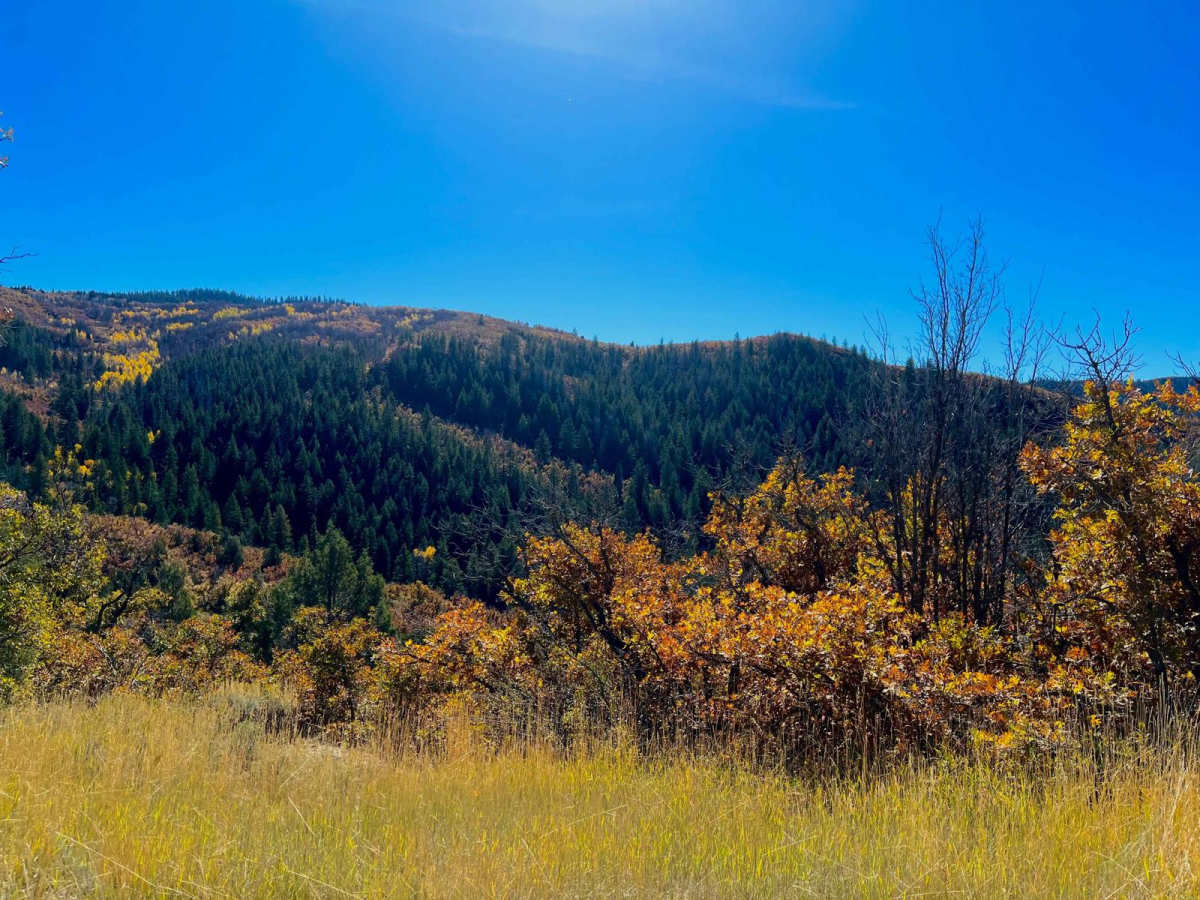 Right Fork Hobble Creek Road photo 3