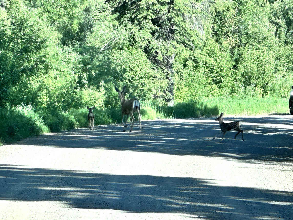 Middle Fork Weiser trail photo