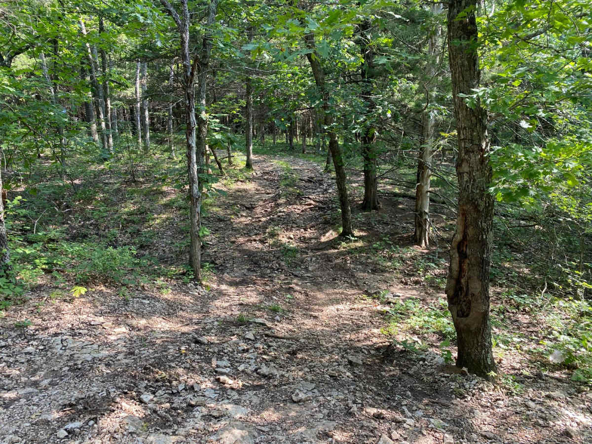 Burgoon's Black Snake photo 5