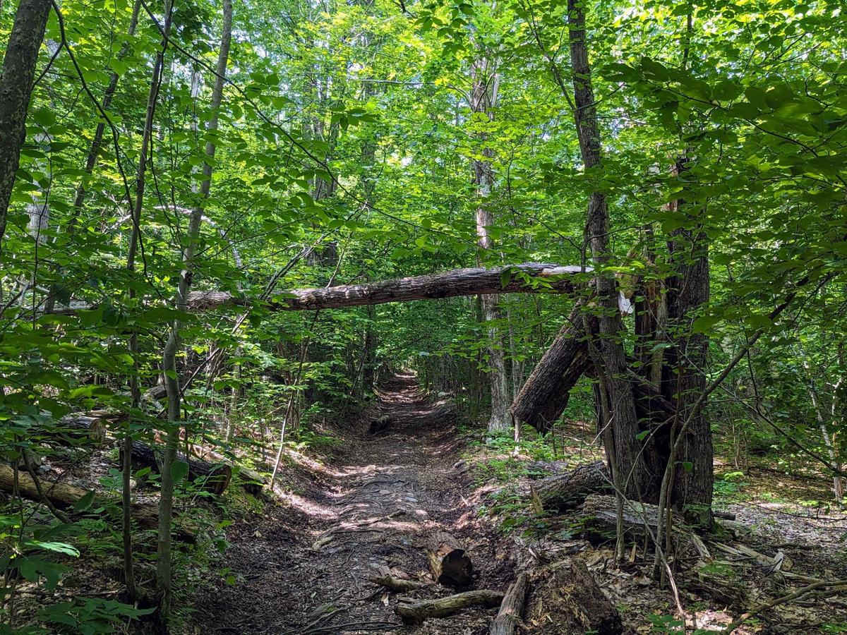 Old Military Road/TH-35 photo 6