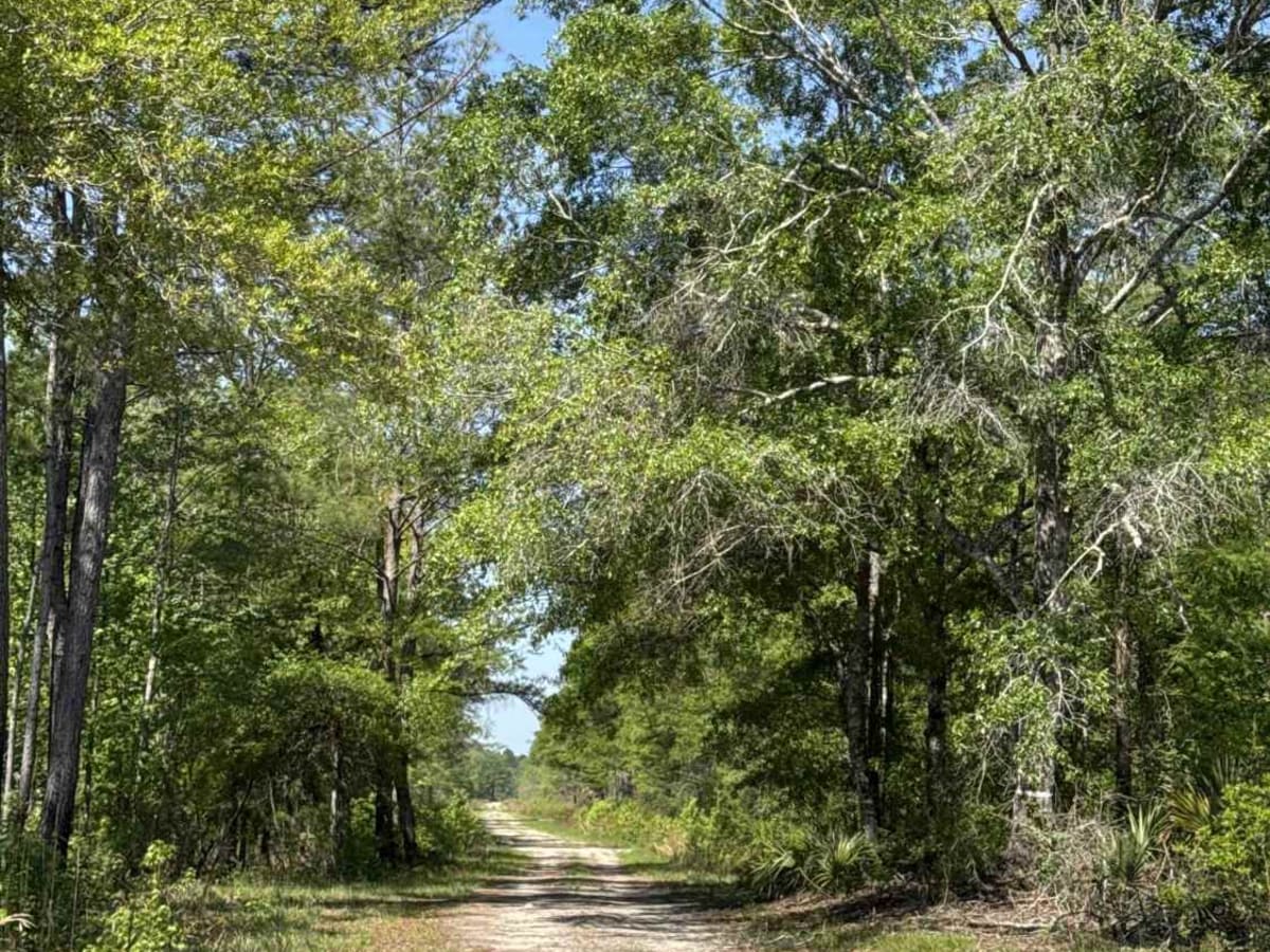 Grade 18.5 - Aucilla WMA photo 2