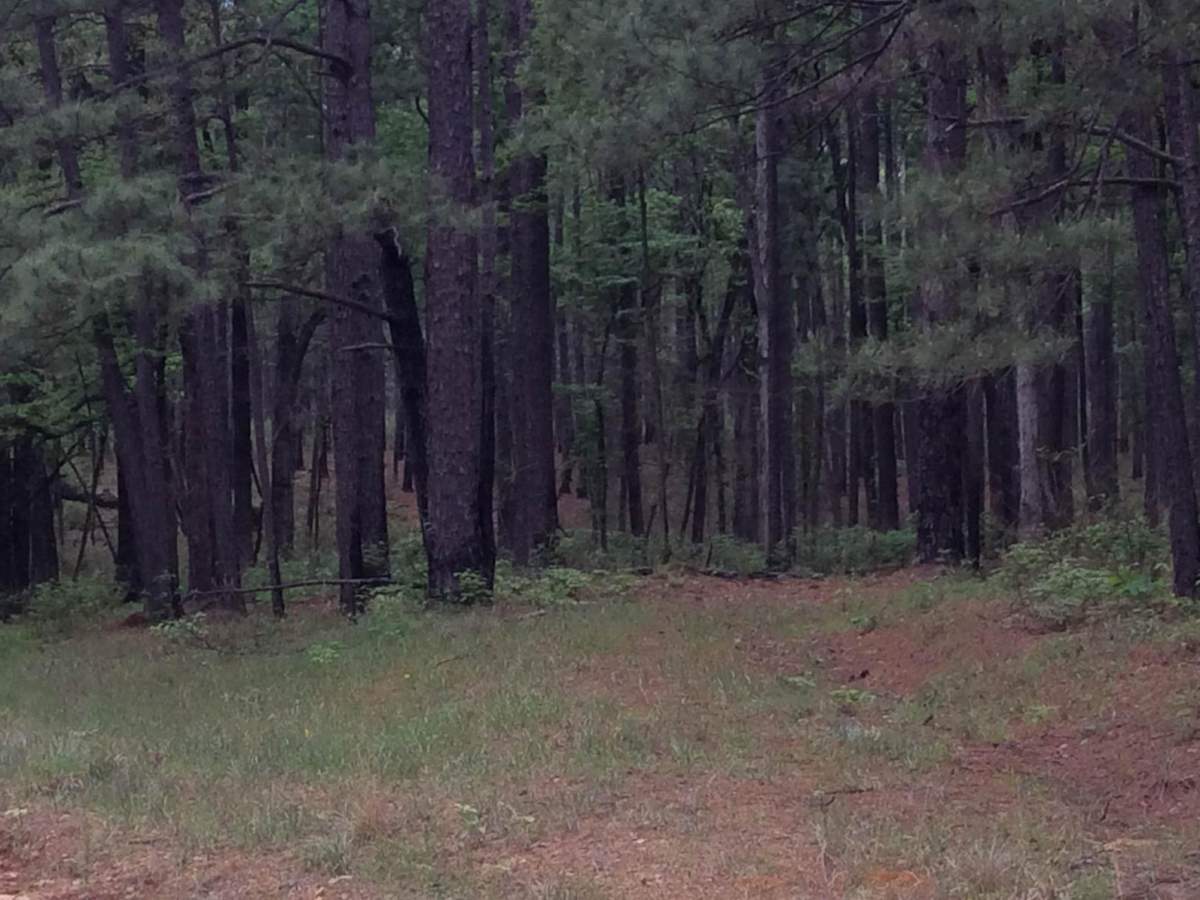 Kistatchie National Forest - Barron and Williams Road photo 4