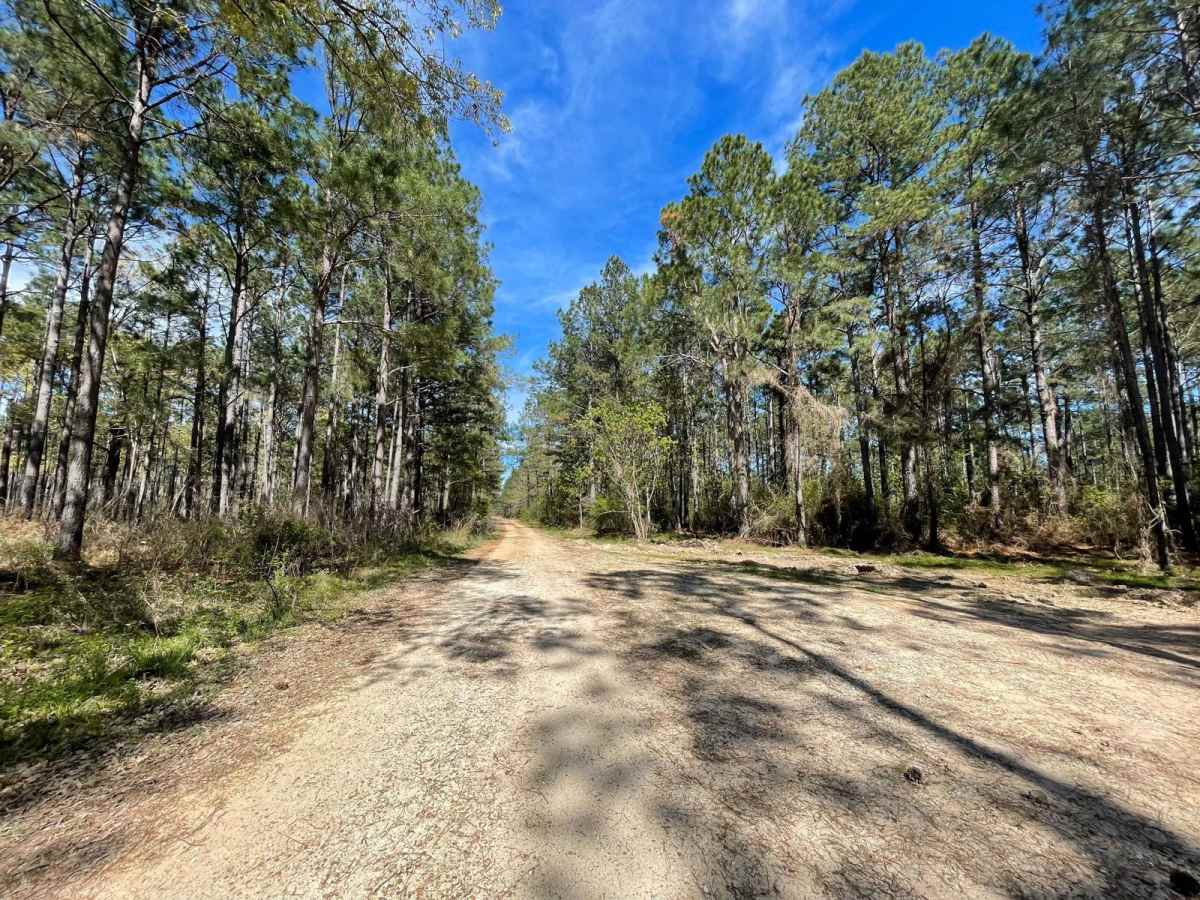 Longleaf Route photo 3