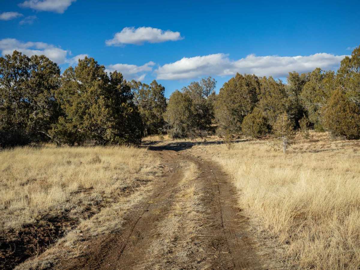 Juniper Spring photo 5