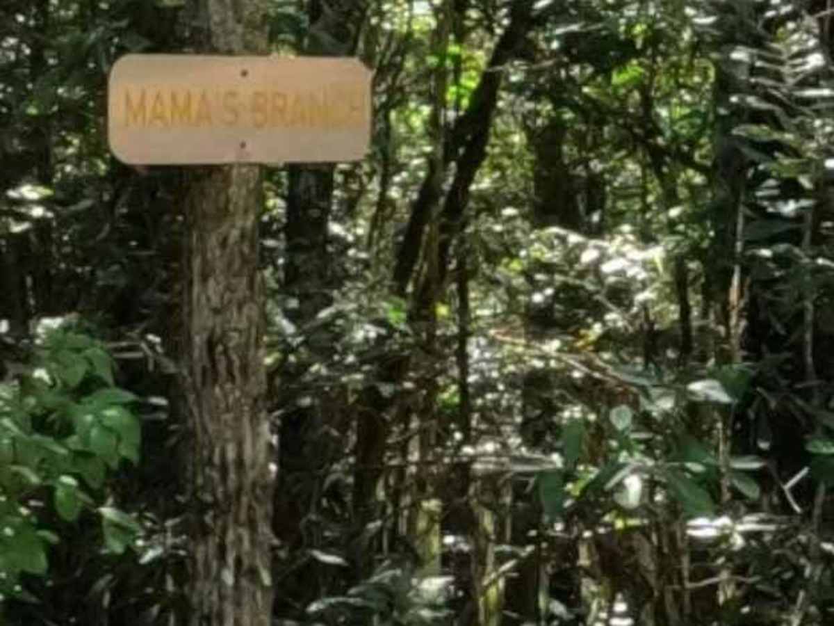 Mama's Branch trail photo
