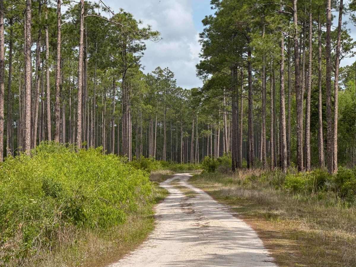 Little Suwannee Road - Osceola NF 291 photo 3