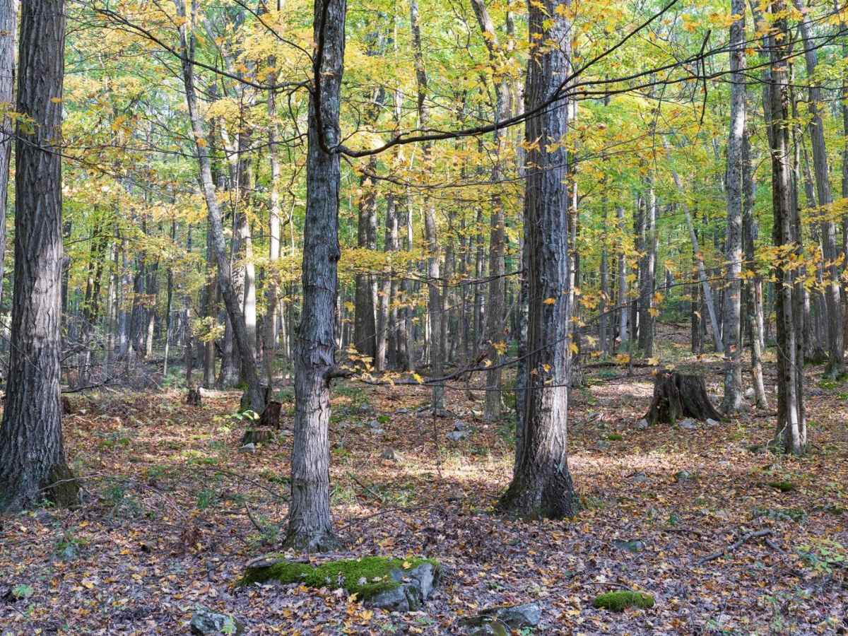 Turkey Hill Road photo 5