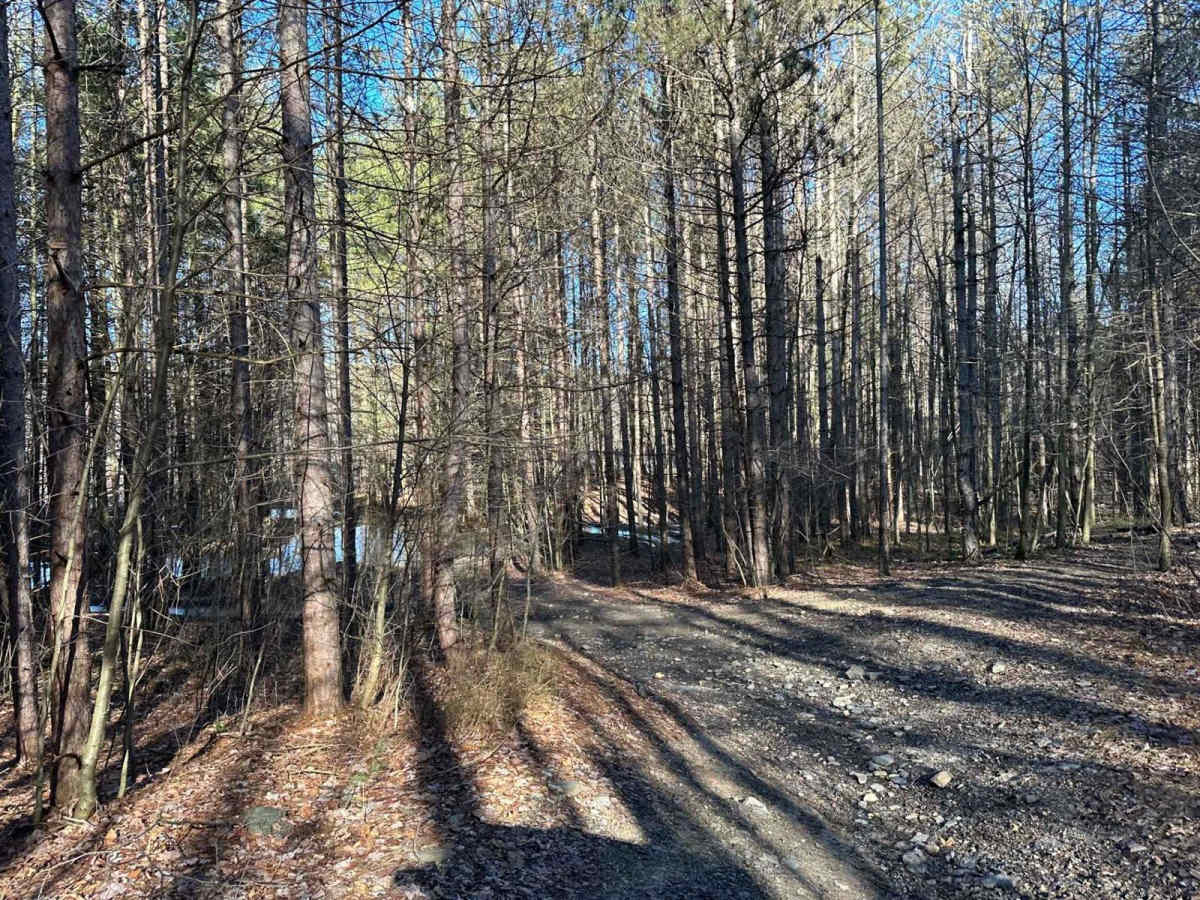 Locust Gap 20 photo 4