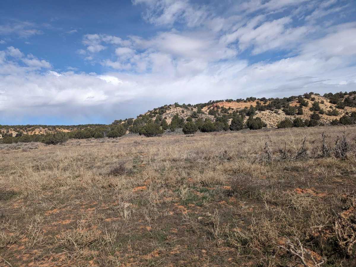 BLM 558/Inchworm photo 3