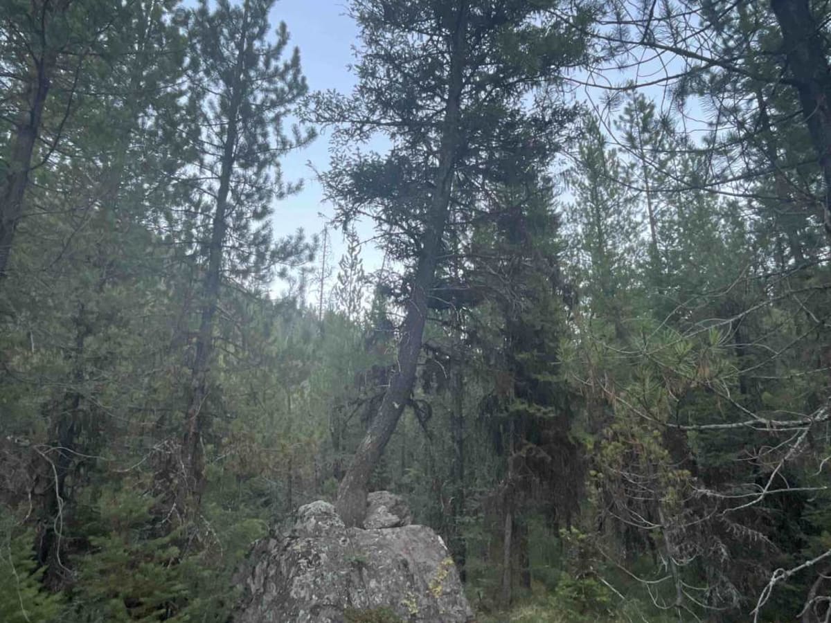 Jocko Canyon Road photo 3