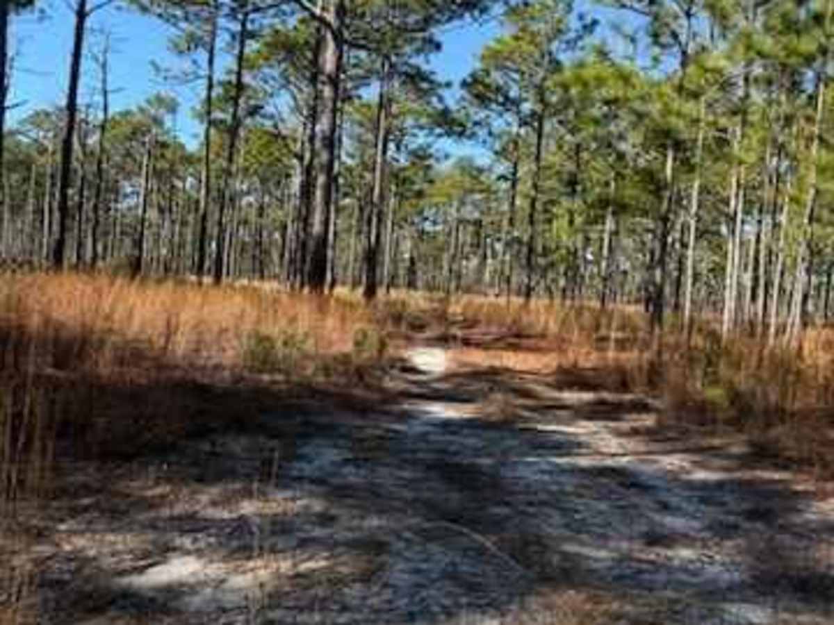 Pettiford Creek Trail photo 6