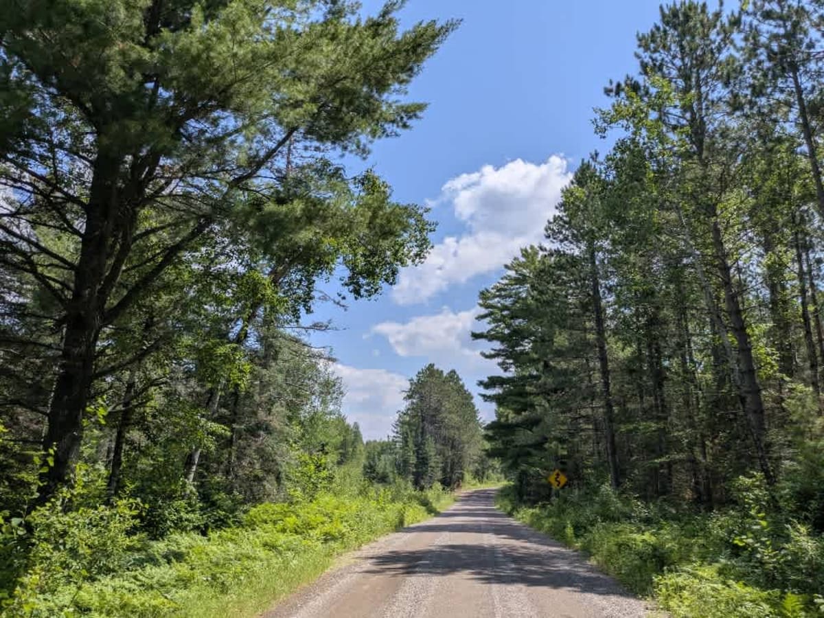 Spruce trail photo
