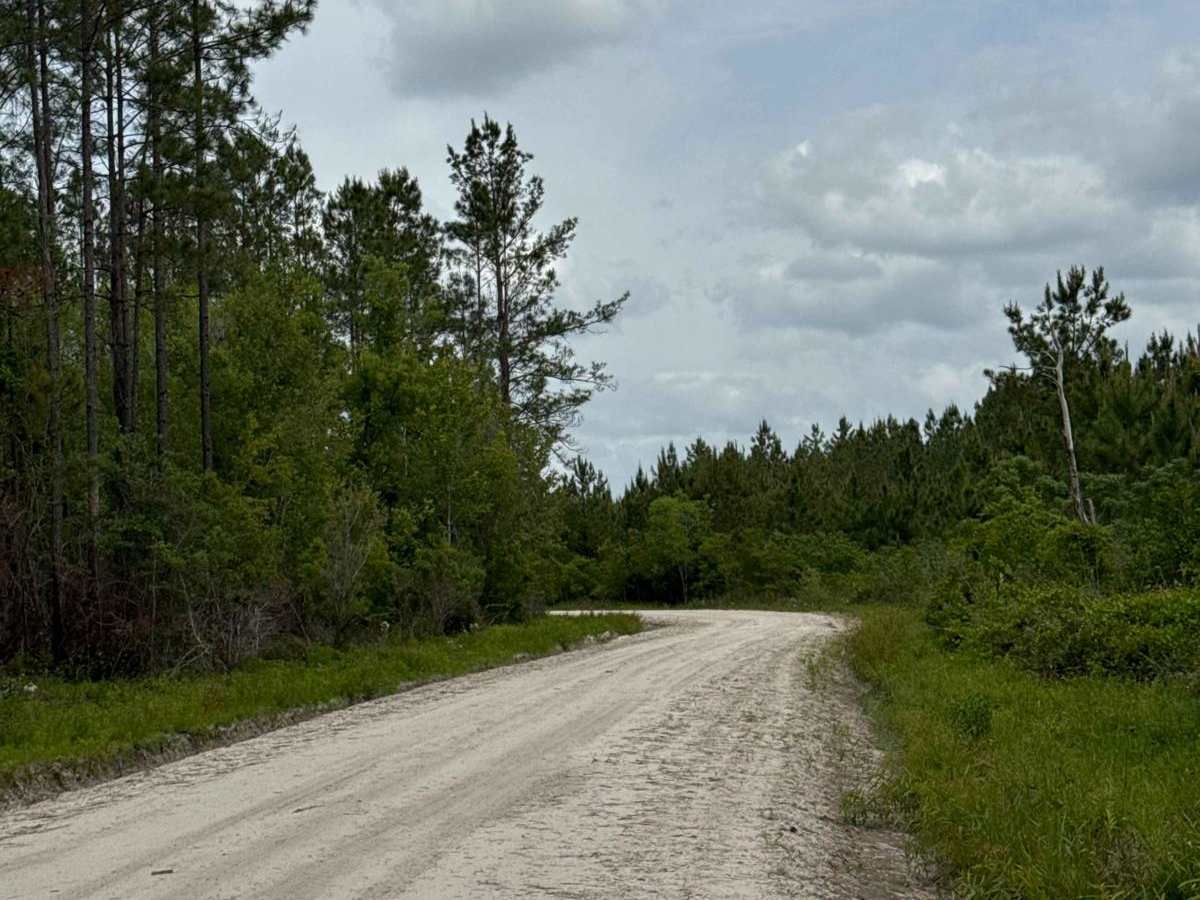 North East Needmore Road - Osceola NF photo 6