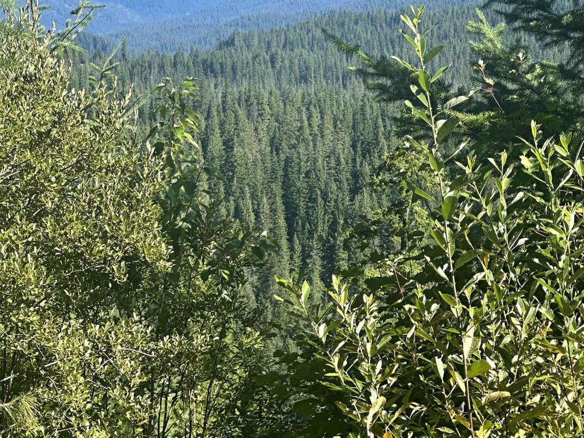 Chiwawa Loop Trail photo 4