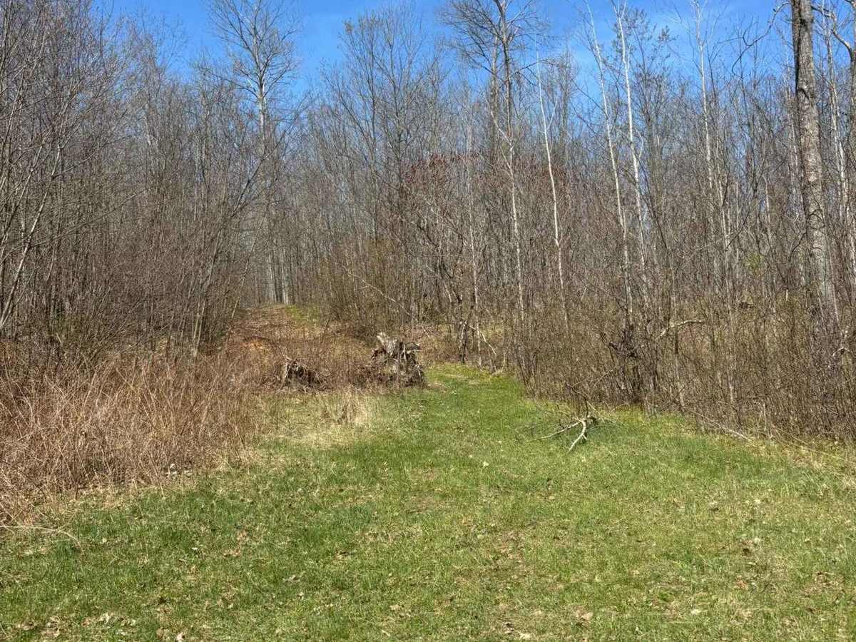 Forest Road 2267 photo 5