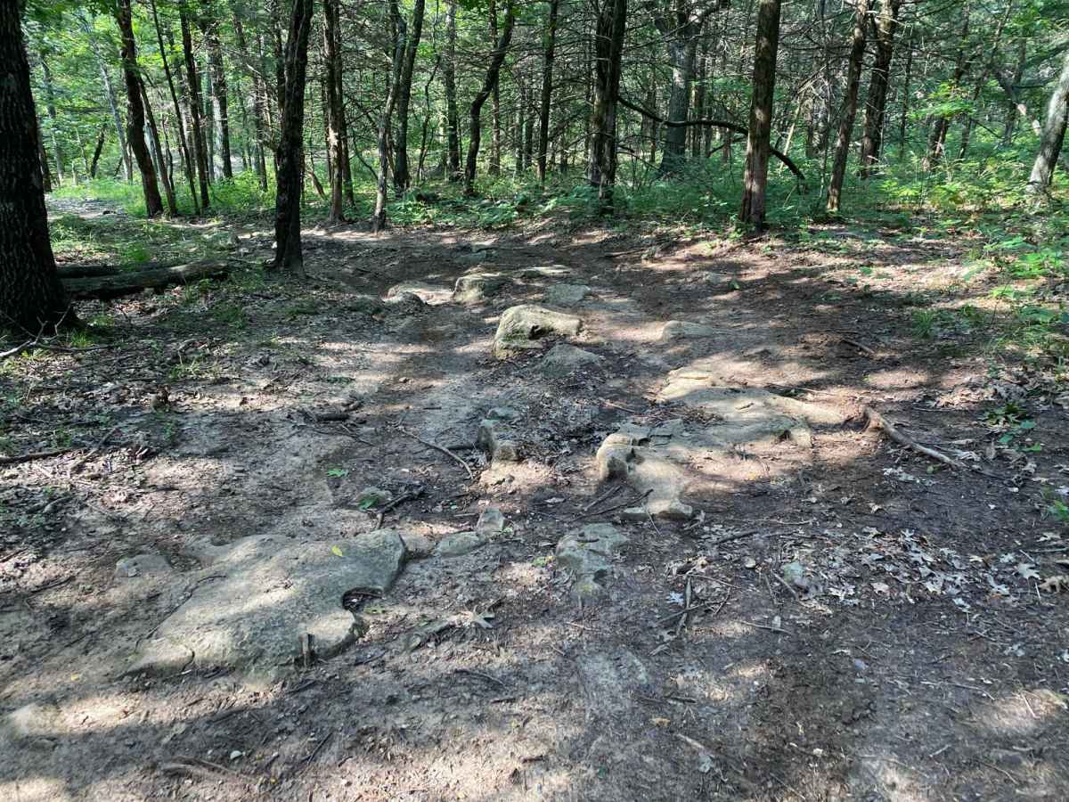 Burgoon's Black Snake photo 2