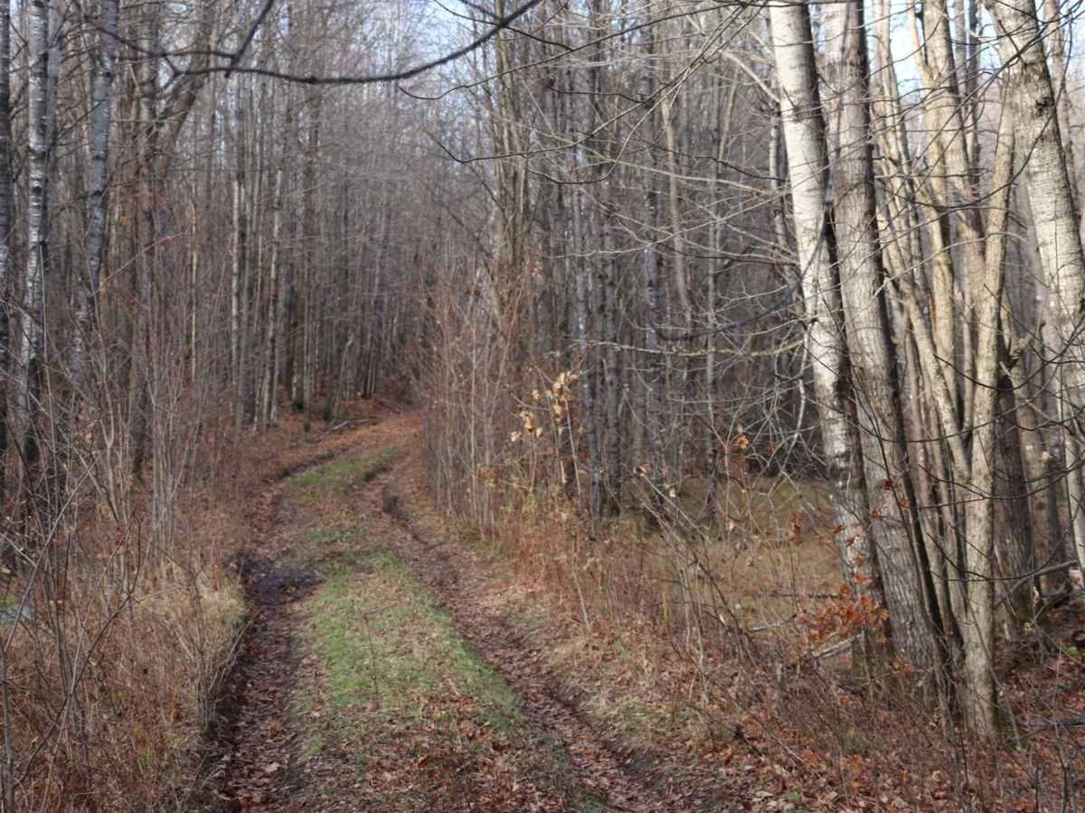 FR 2408B trail photo