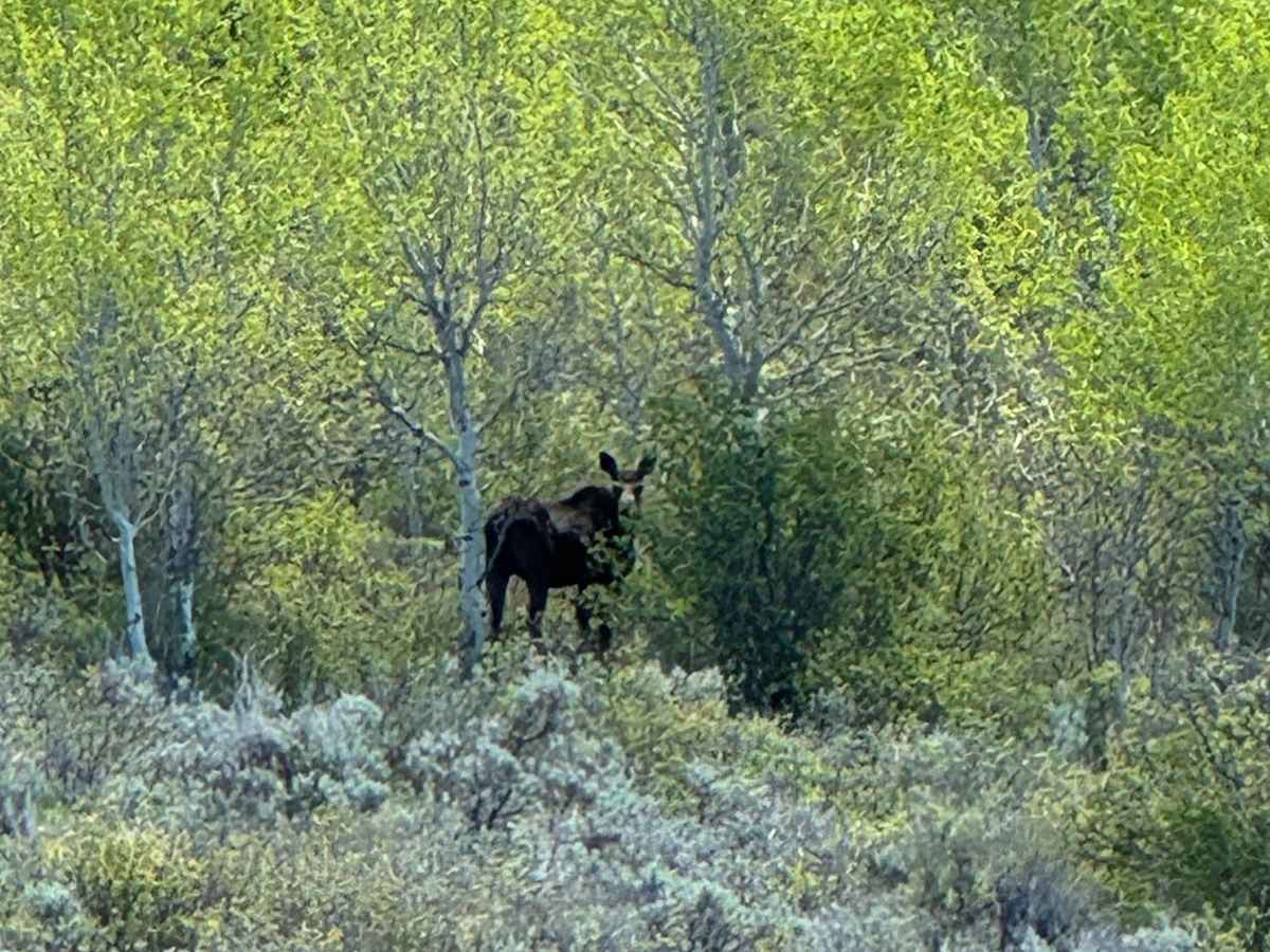 June Creek Trail photo 6