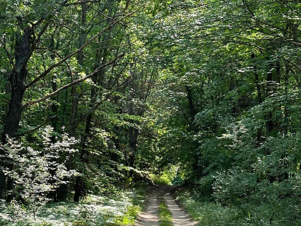 Trail 5461 photo 2