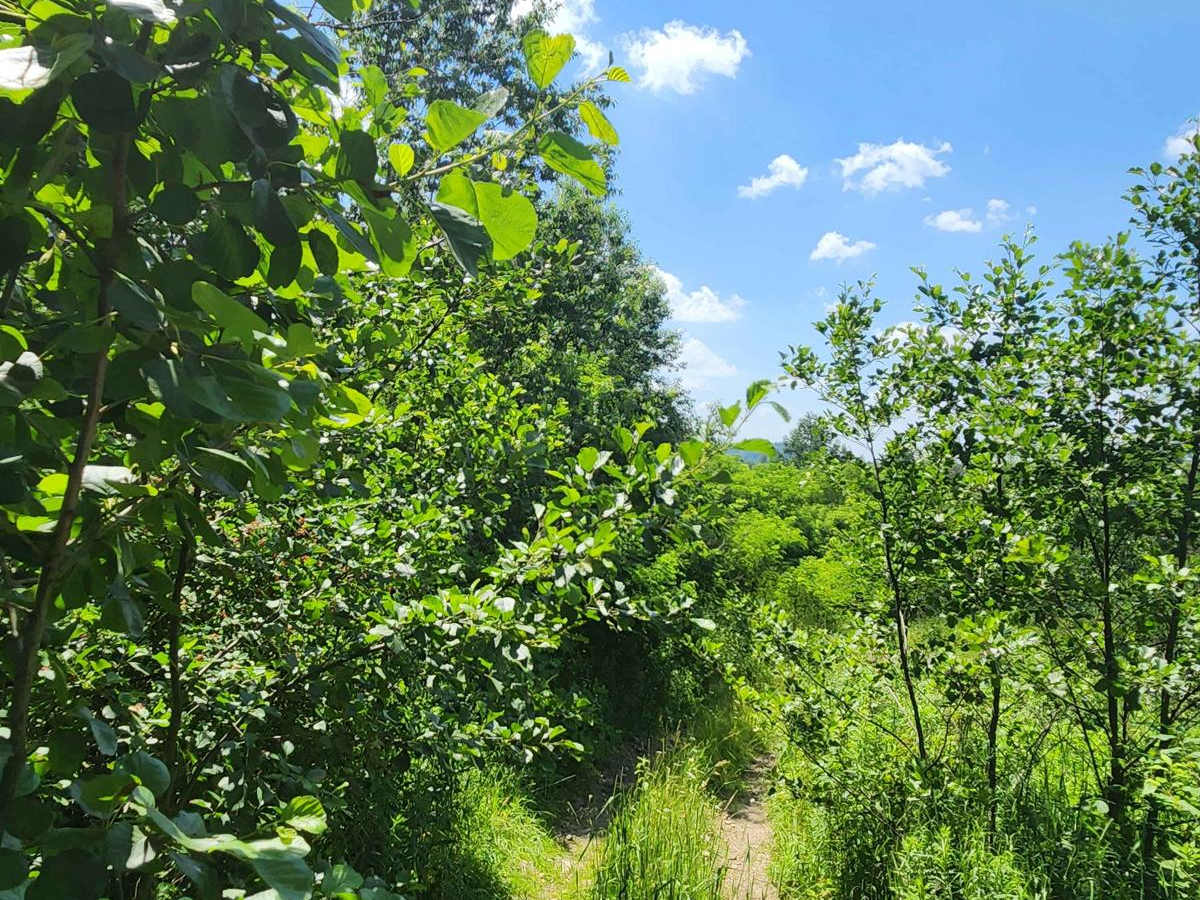 Trail 8D - Rock Run Recreation Area photo 4
