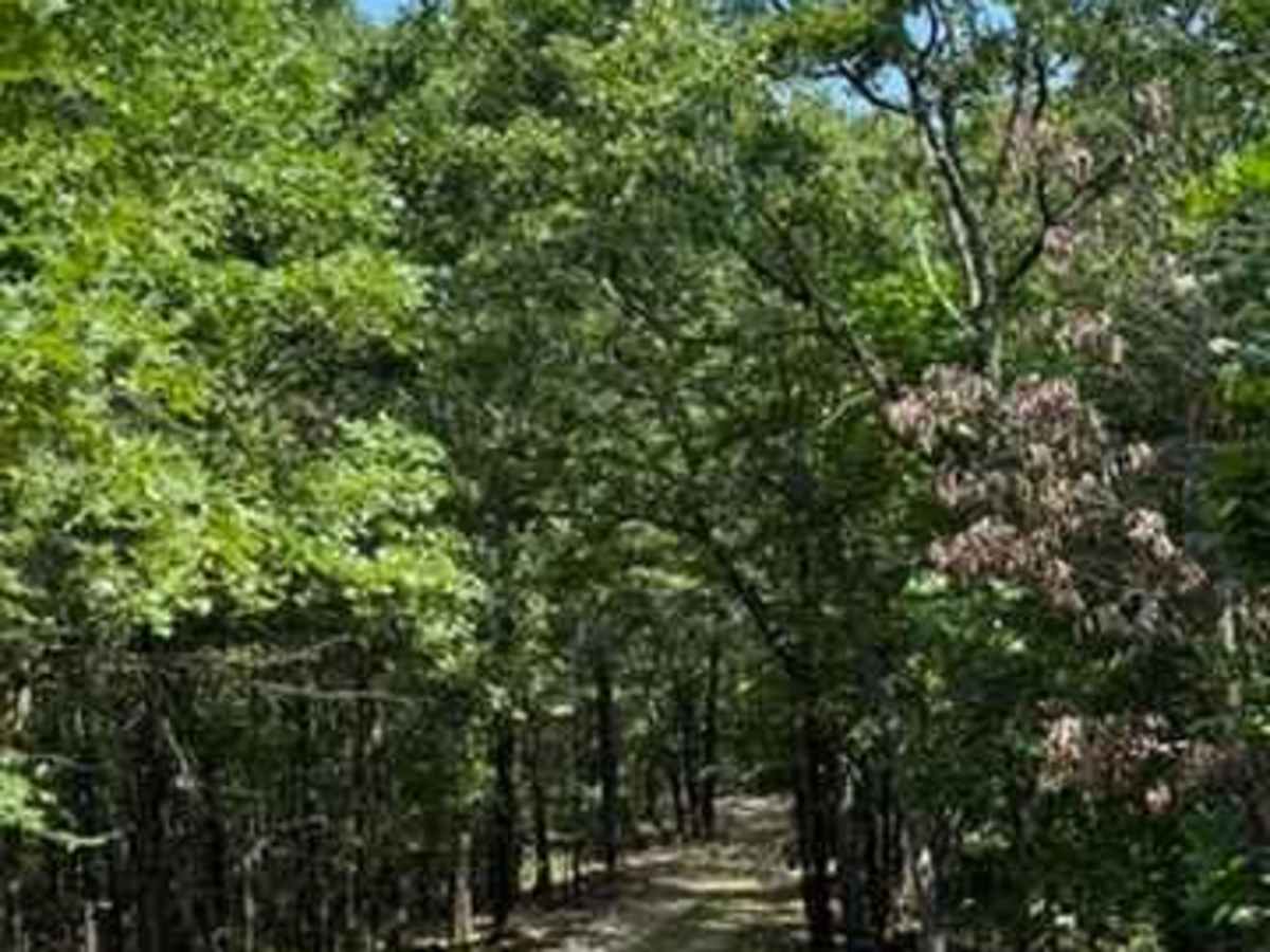 Jackson's Trail photo 2