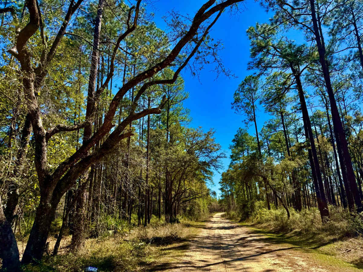 Whites Trail 373 photo 3