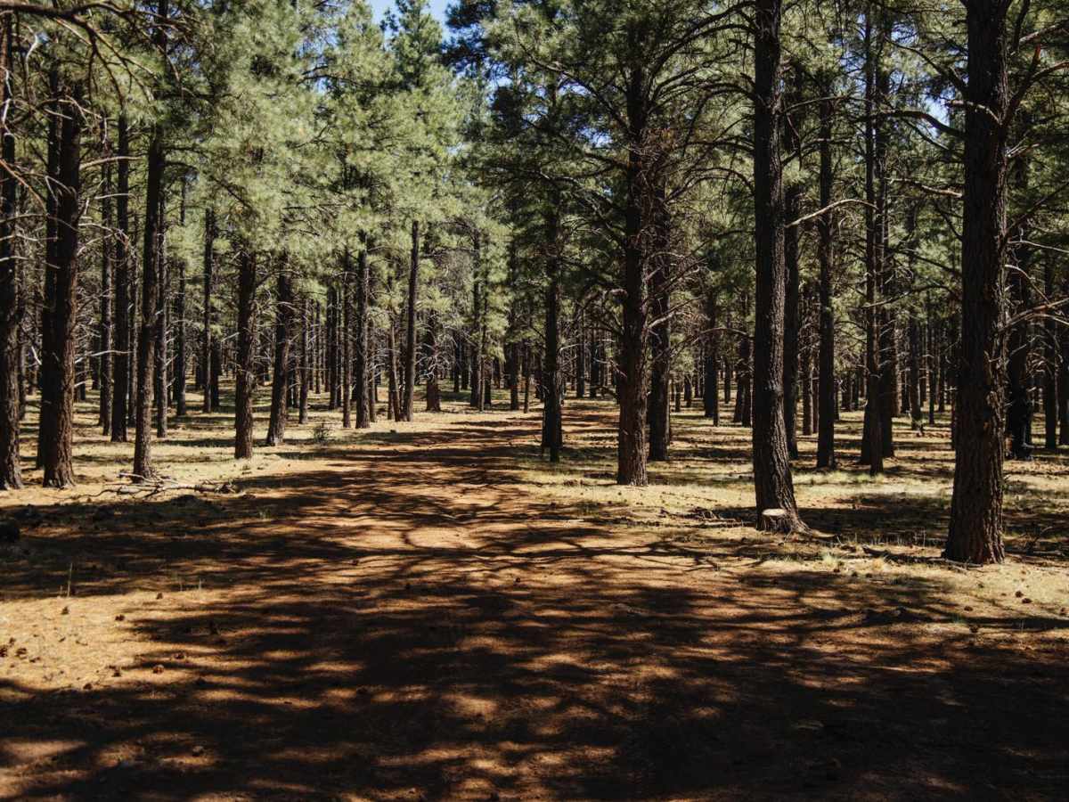 Wooded Trail trail photo