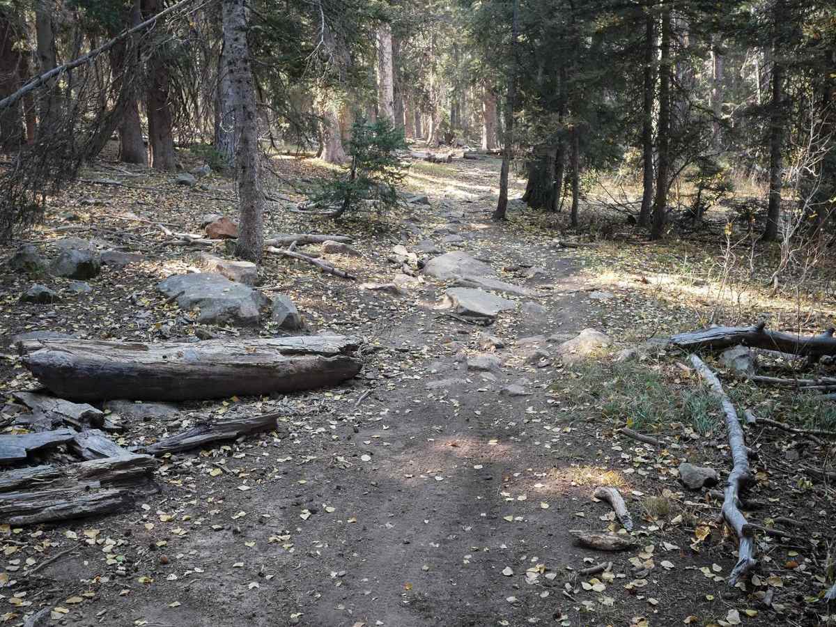 Aspen Loop photo 4