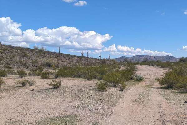 Cattle Cactus Crawl