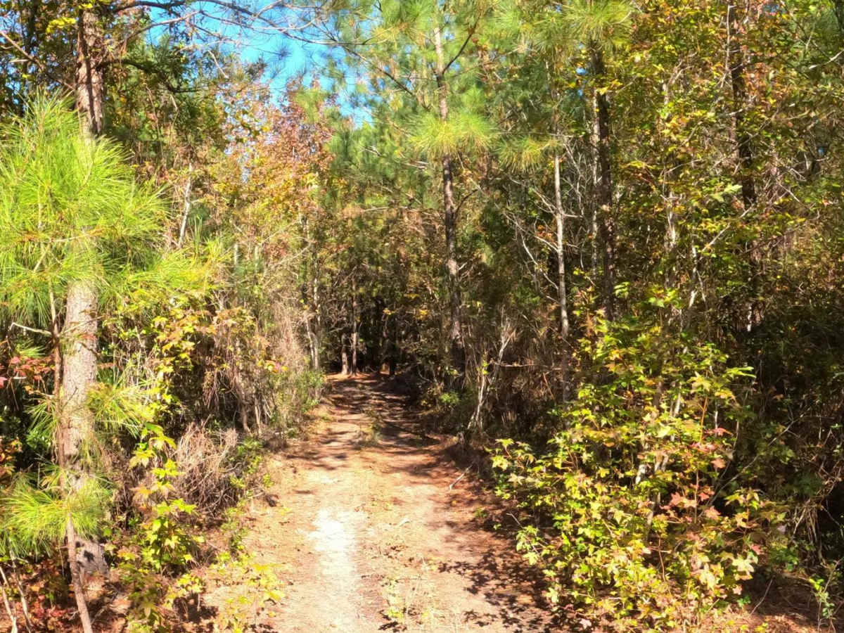 Andrew's Avenue photo 4