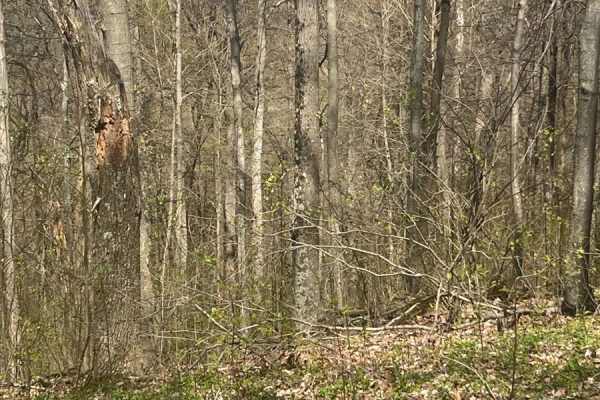 Morrell Hollow