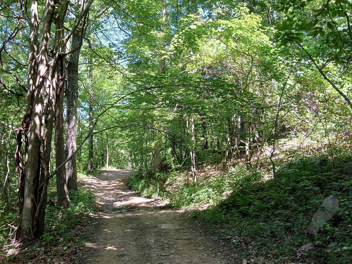 Lower Briar Path photo 5