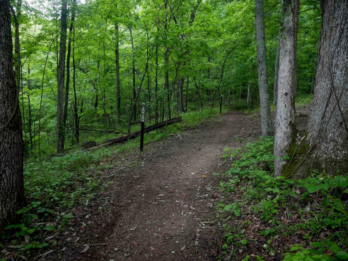 T55 trail photo