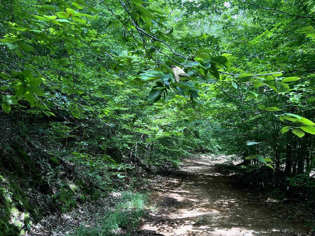 Walnut Ridge Connector photo 5