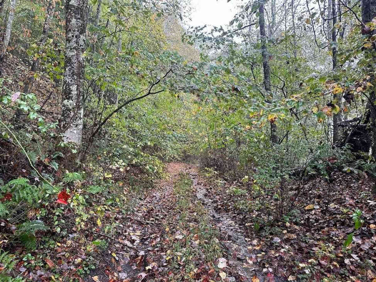90A Black trail photo