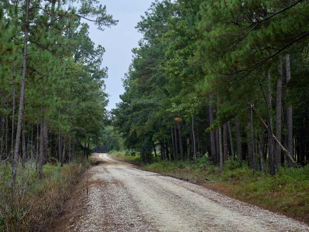 Bonneau Ferry WMA - Perimeter Loop - Alternative trail photo