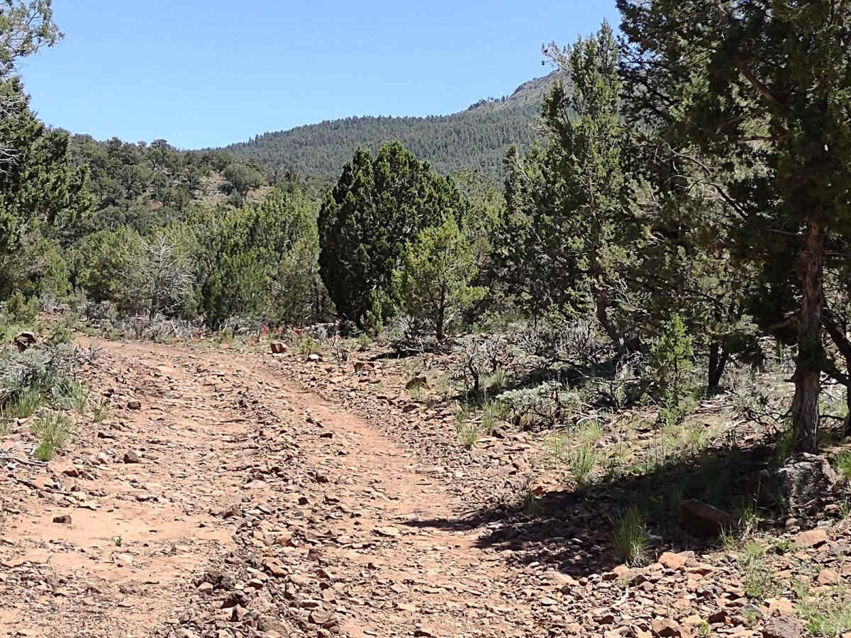 Wild Flower Pass (CR 717/Trail 1835) photo 4