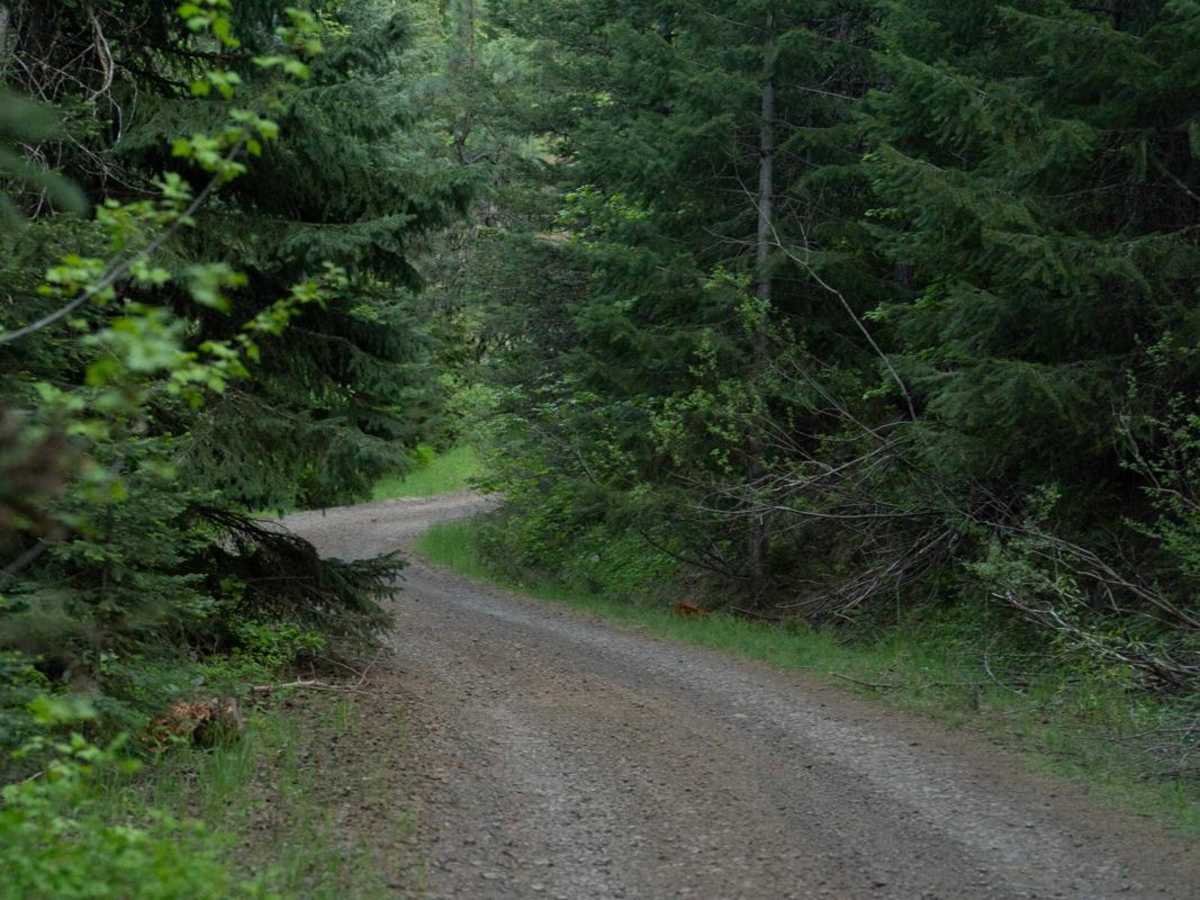 Craig's Cabin Road photo 3