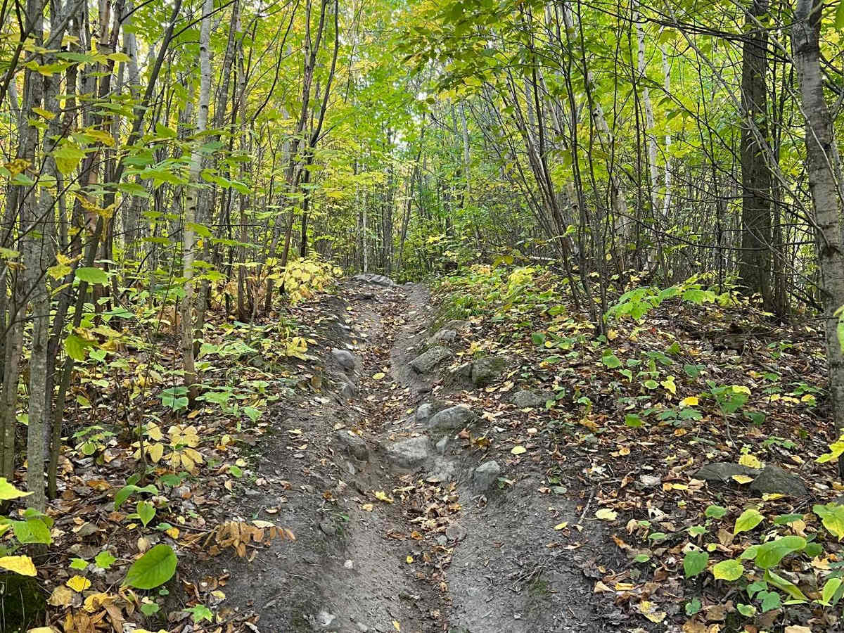 Paul Bunyan's Overgrown ATV Trail photo 4